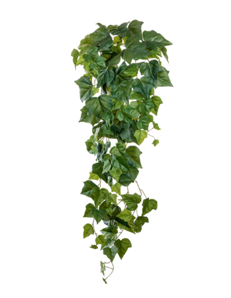 Английский плющ крупнолистный