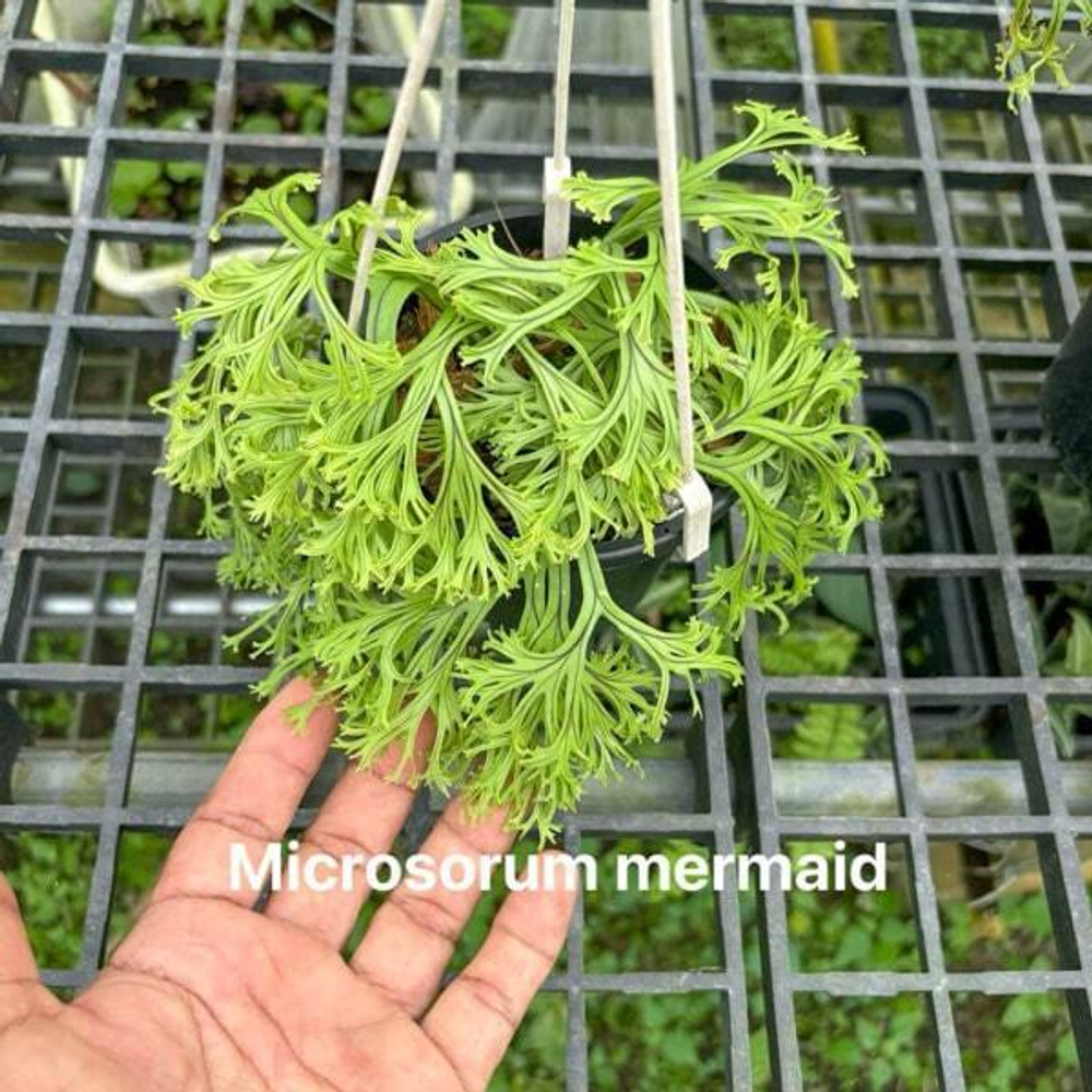 Микросорум M.MERMAID