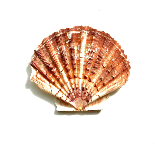 Ракушка мексиканская плоская, створка