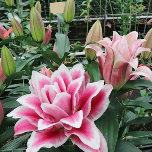 Лилия Роузлилия Олимпия 1 шт размер 18/20 Закупка М67 апрель 2026