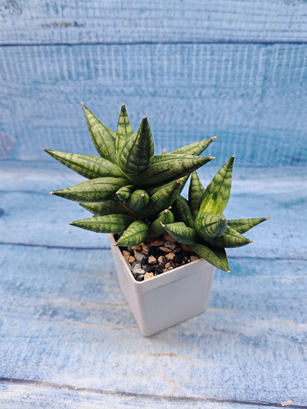 Sansevieria Rocky Crown (Сансевиерия)
