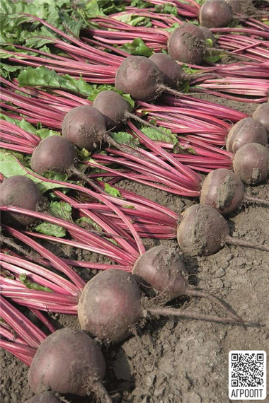 Боро F1 семена свеклы (Bejo / Бейо) – фото 2