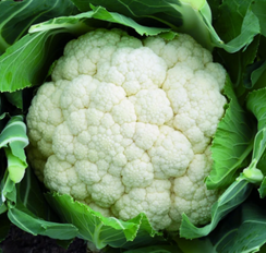 ФОРТАЛЕЗА F1 семена капусты цветной (Seminis | Alexagro)