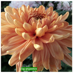 Хризантема одноголовая Rossano bronz /о.56 /поставка весна 2026г/