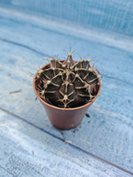 Gymnocalycium Friedrichii (Гимнокалициум)