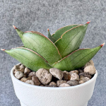 Сансевиерия BILBAO