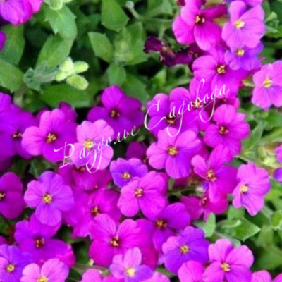 Аубреция Одри Ред