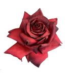 Роза красная 71 см [Арт. 113528]