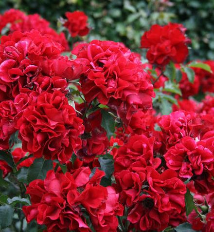 Ротэр Корсар (Roter Korsar)