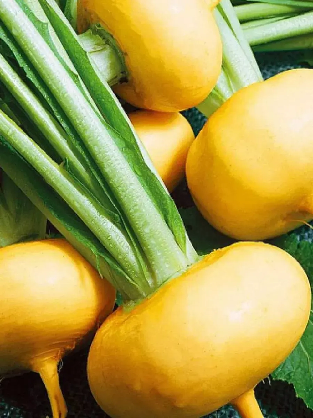 Семена Репа Петровская 1