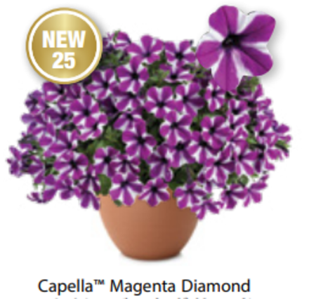 ЕВРО Новинка 2025 Петуния Capella Magenta Diamond ОКС укорененные черенки В наличии