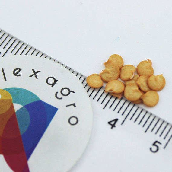 Каптур F1 семена перца сладкого (Seminis / ALEXAGRO) семена – фото 14