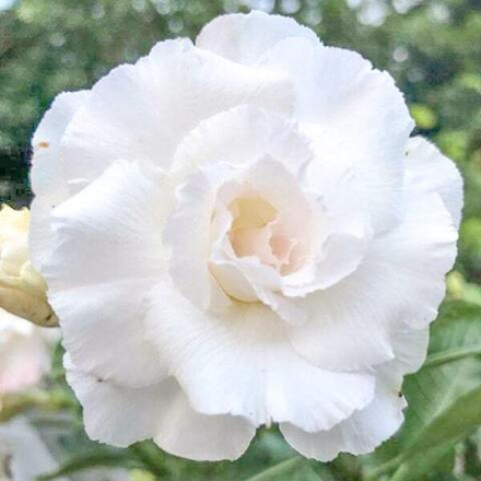 Адениум обесум 043 Hằng Sơn 5