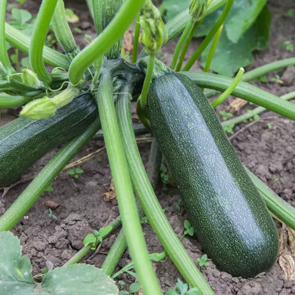 Диамант F1 семена кабачка (Seminis / Семинис)