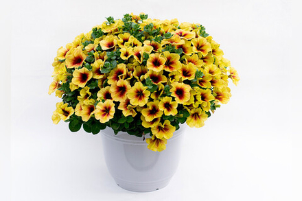 Петуния CRAZYTUNIA Bananarama