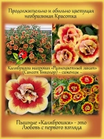 Калибрахоа Разноцветный закат Сенсет Биколор махровая