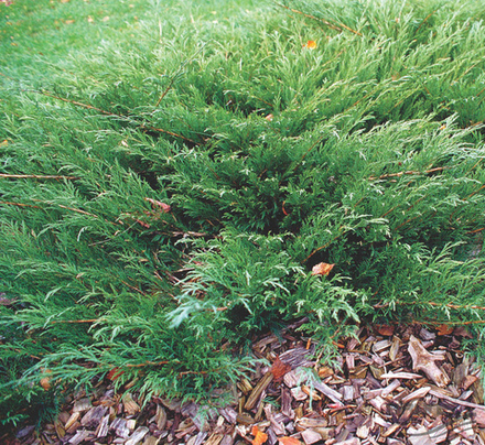 Можжевельник казацкий Маc 25 см