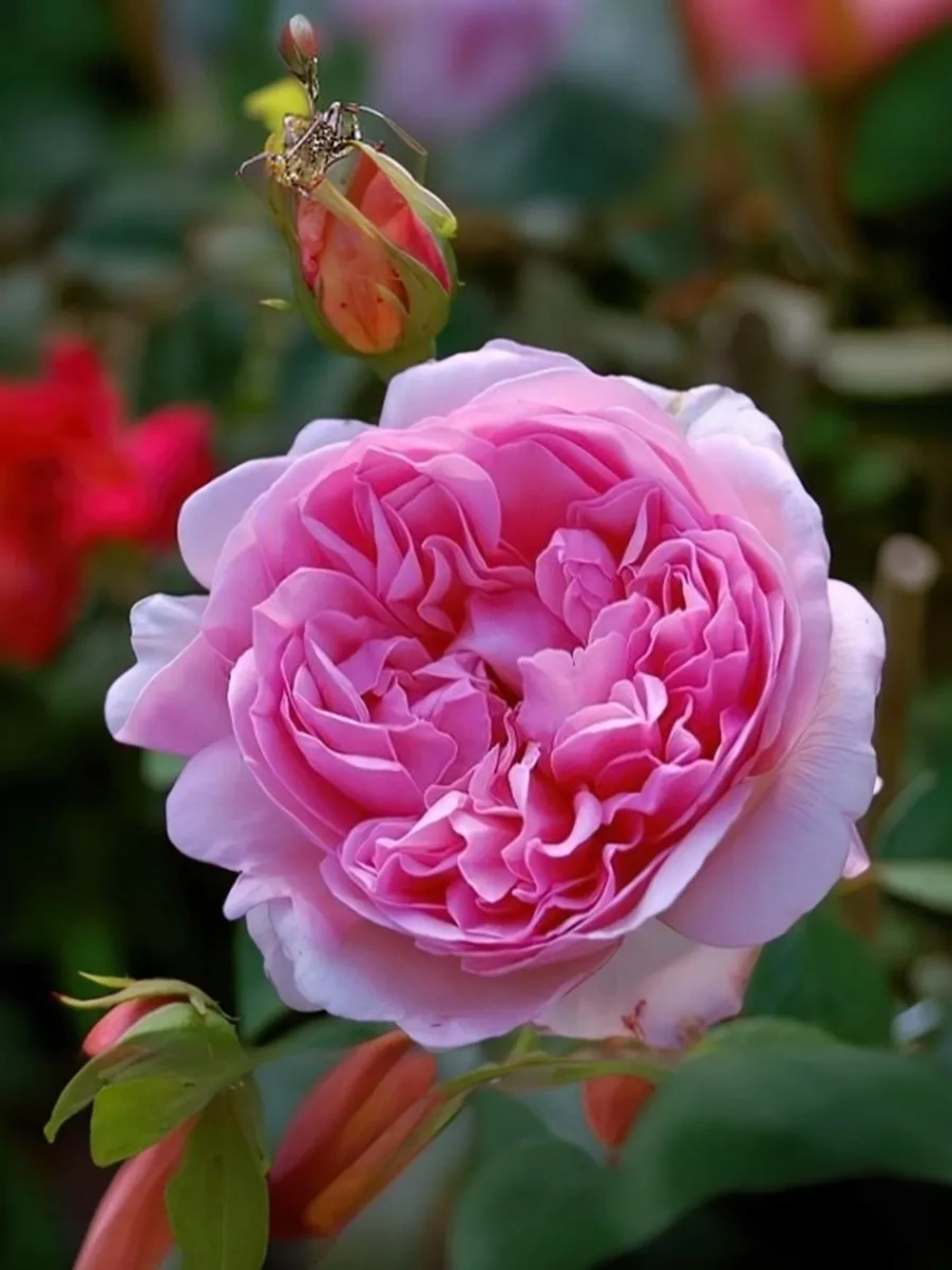 Роза шраб Соня Рикель