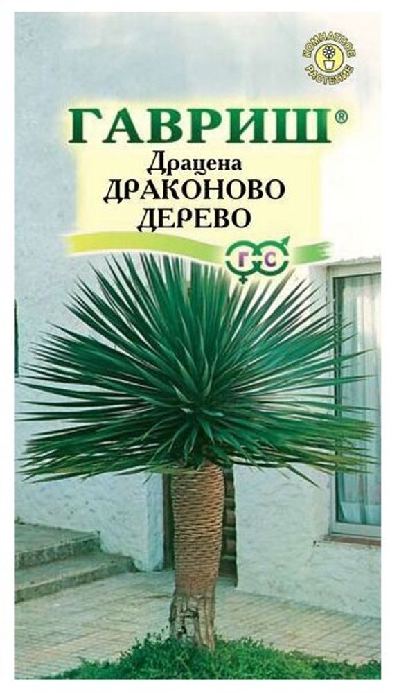 СЕМЕНА ДРАЦЕНА ДРАКОНОВО ДЕРЕВО ГАВРИШ 3ШТ