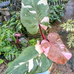 Филодендрон PINK PRINCESS MARBLE KING