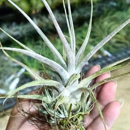 Тилландсия ehlersiana L