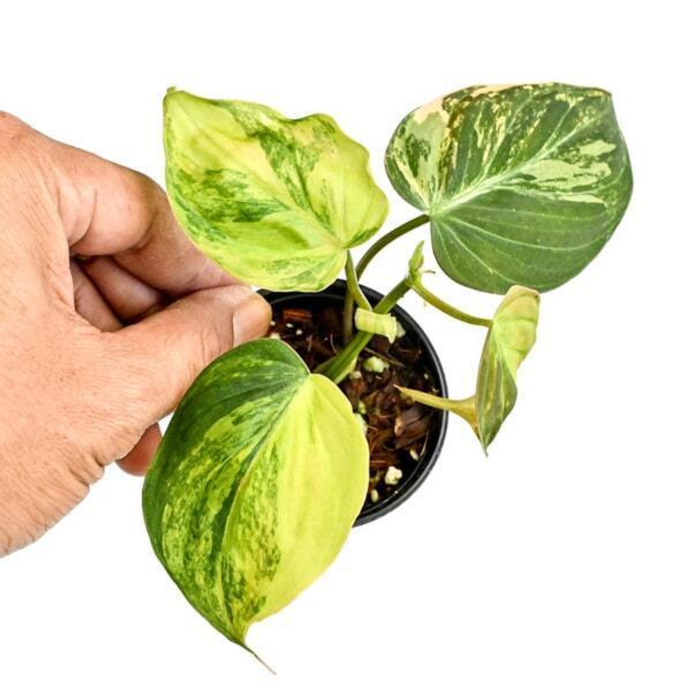 Филодендрон MICAN VAR