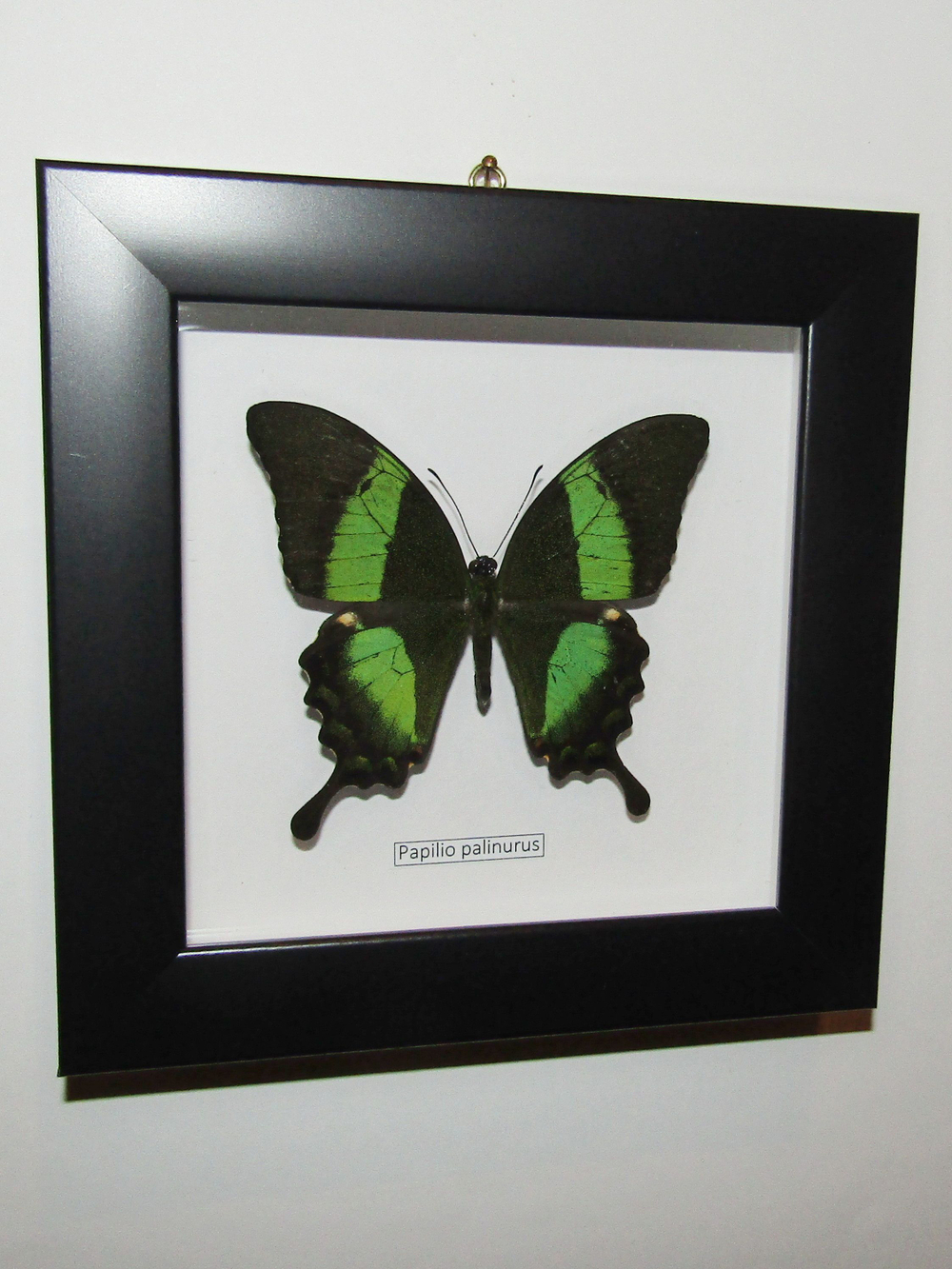 Бабочка Papilio palinurus в рамке
