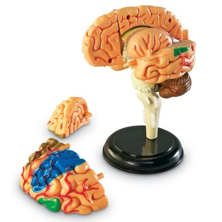 Модель Анатомия человека. Мозг, 31 элемент