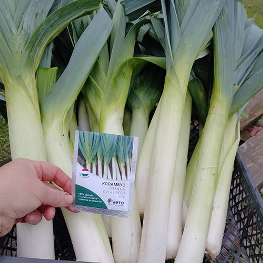 Cемена лука порей Коламбус, Bejo, 0,5 гр.