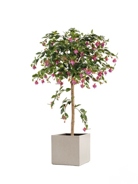 Комплект - Фуксия зонтичная 140 см в кашпо TREEZ Effectory - серия Beton - Куб