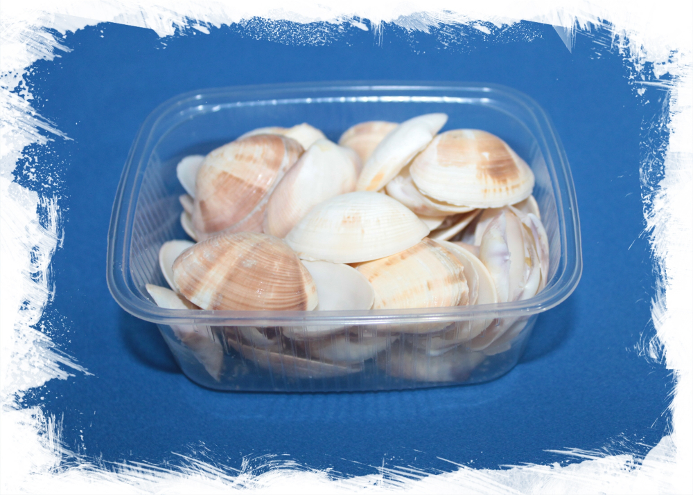 Ракушка Спизула