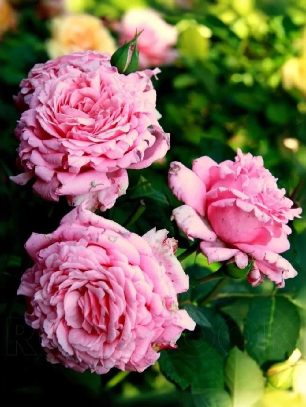 Роза плетистая Бьянвеню