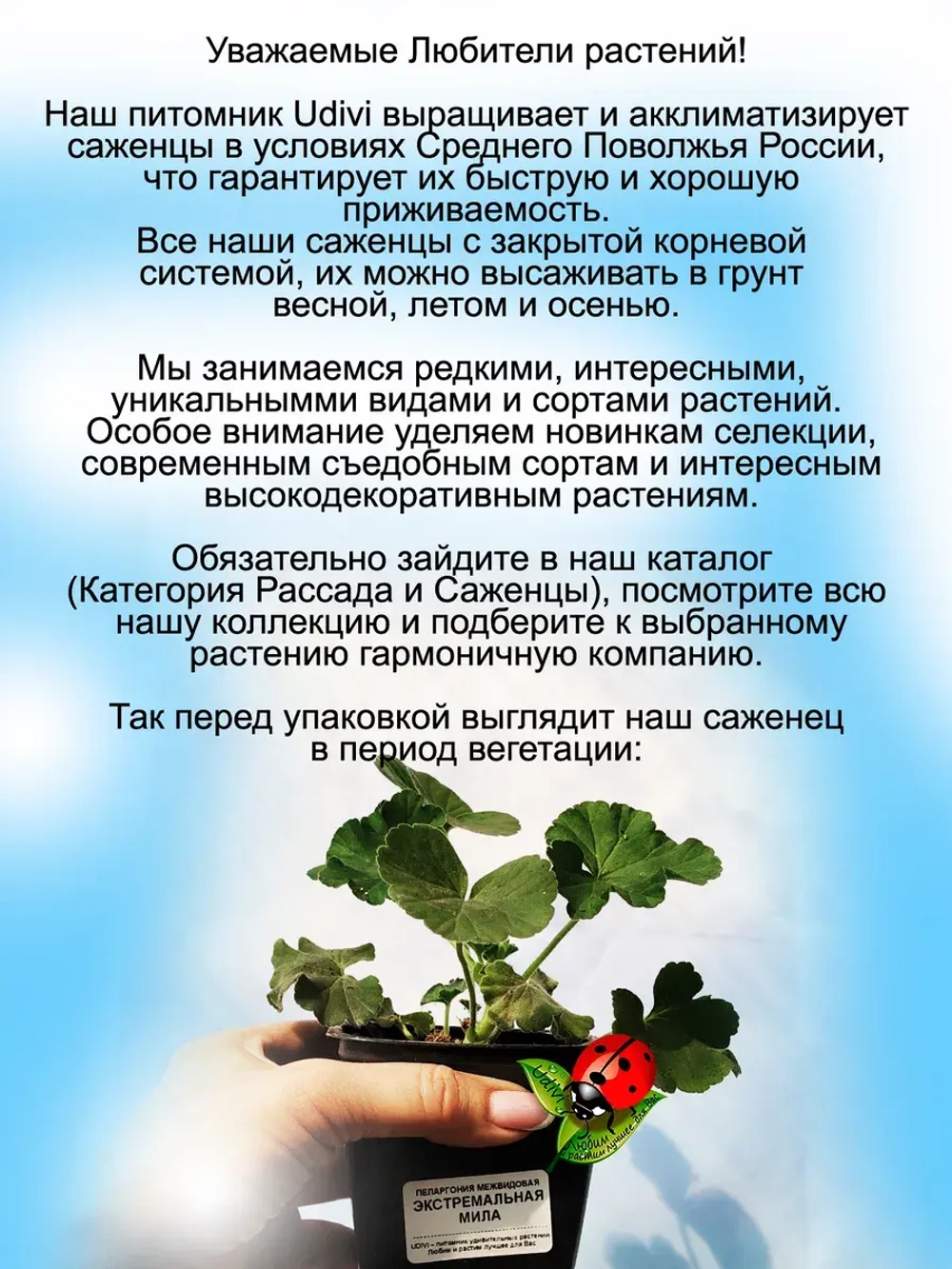 Пеларгония межвидовая Экстремальная Мила