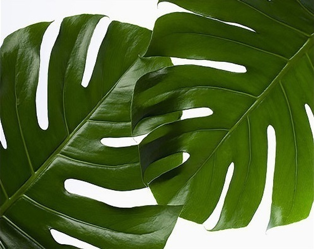 Картина 35*50 см «Листья Монстеры»