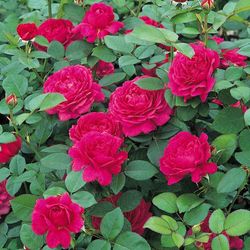 Ноубл Антони (Noble Antony)