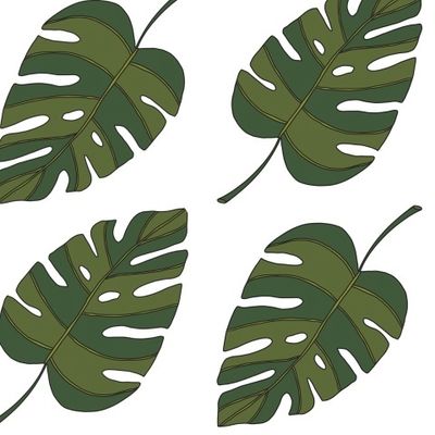 Листья монстерры, Monsteras leaves