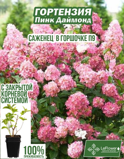 Саженец, Гортензия, Пинк Даймонд