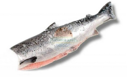 Горбуша с/м ПБГ "ИП Блинова И.В" 1/22 кг (24.06-09.07.2025)