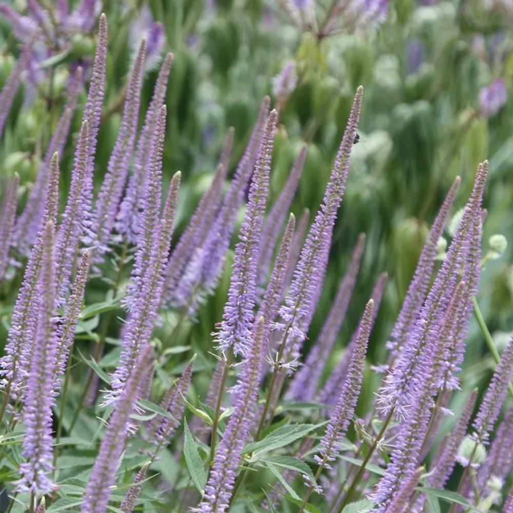 Вероникаструм виргинский &quot;Fascination&quot;. Veronicastrum virginicum &quot;Fascination&quot;.