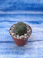 Euphorbia Obesa (Эуфорбия)