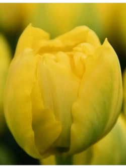 Тюльпаны Double Trouble 4 шт, набор луковиц