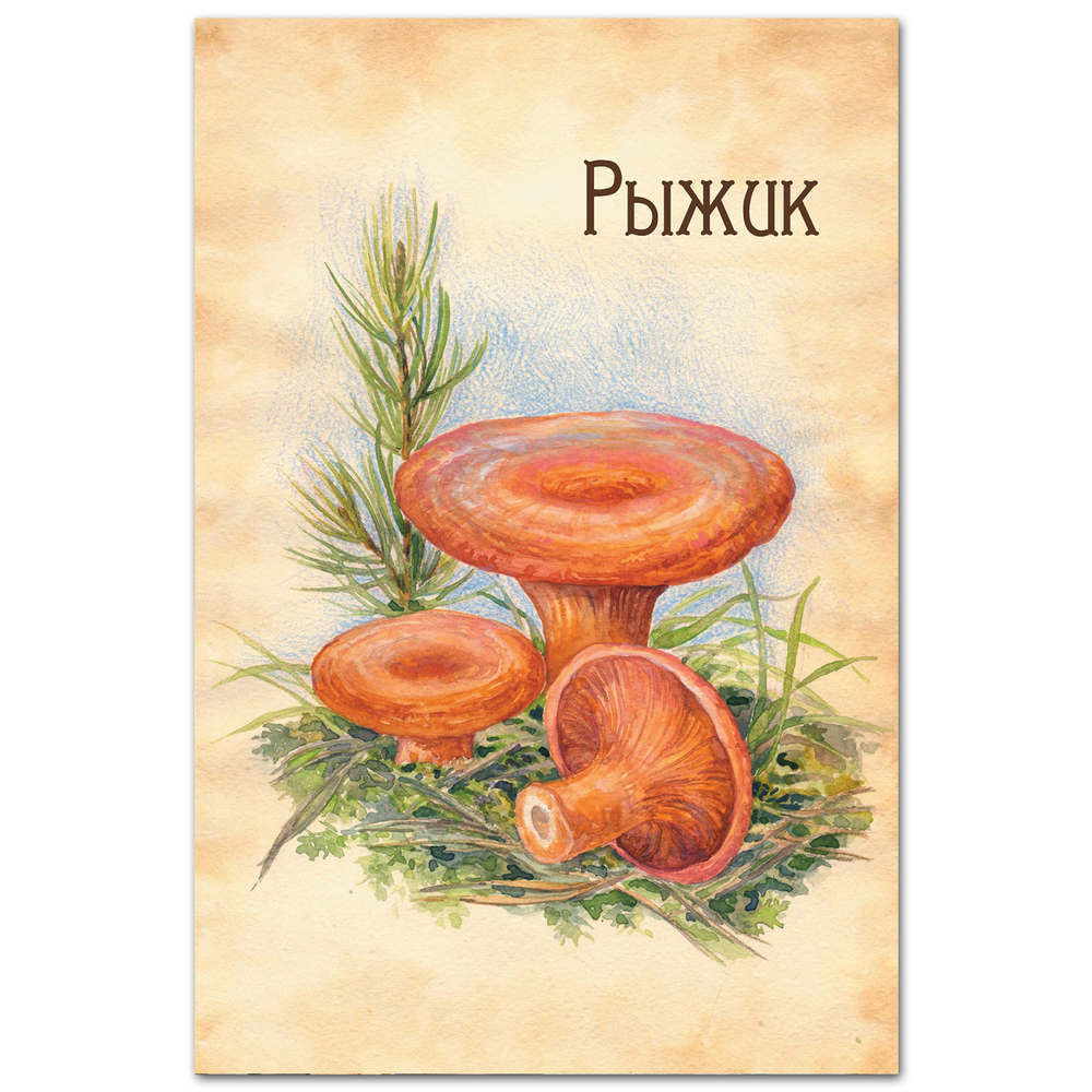 Рыжик