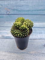 Gymnocalycium Spineless Crested form (Гимнокалициум Кристатный)