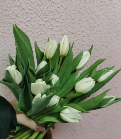 Тюльпан классический белый