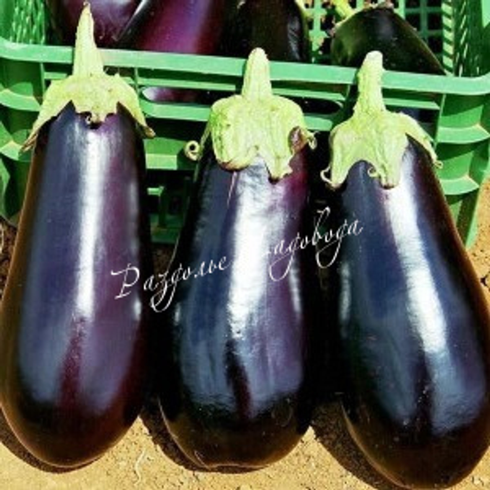 Баклажан Галич