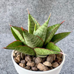 Сансевиерия APOLLO