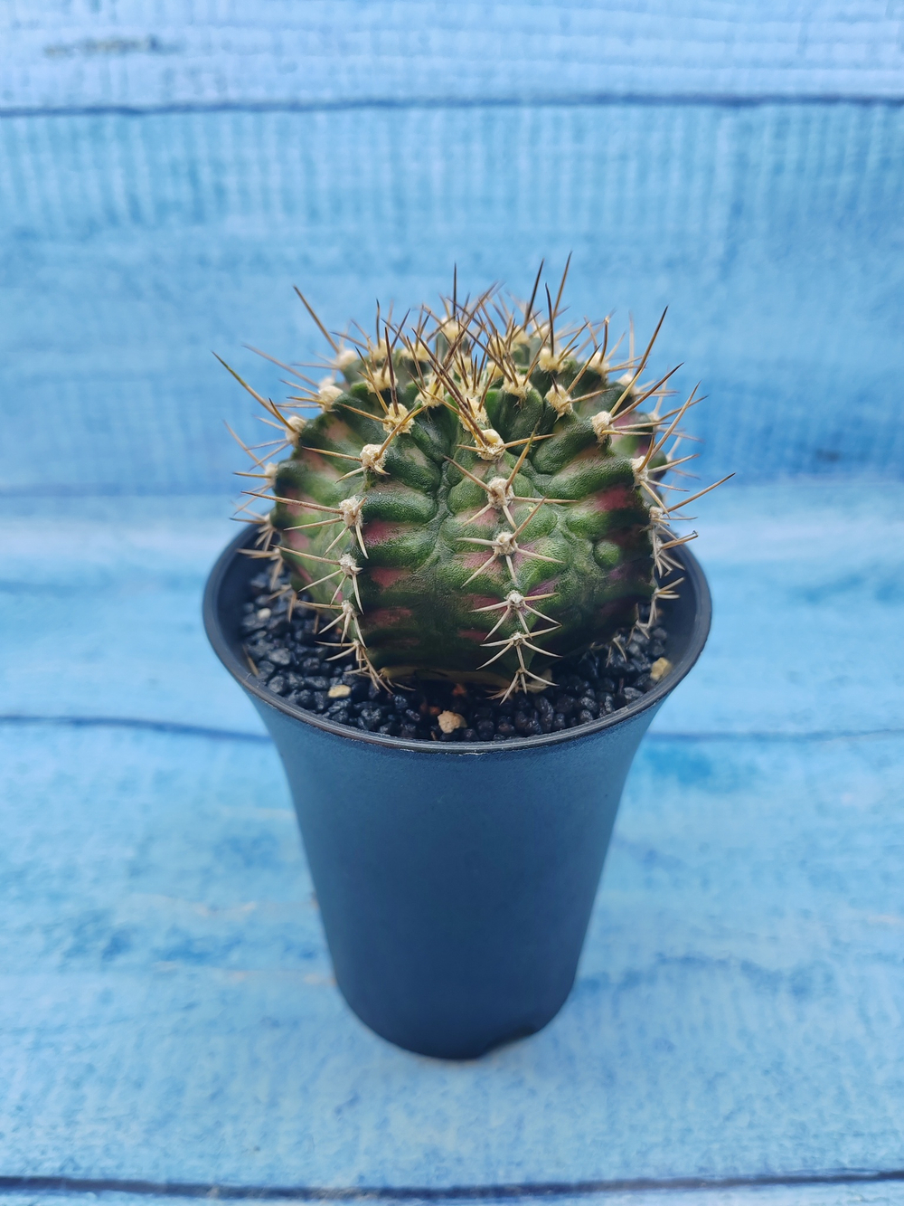 Gymnocalycium T-Rex Pink hybride (Гимнокалициум T-rex)