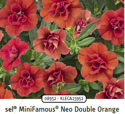 ЕВРО Калибрахоа Mini Famous Neo double orange укорененный черенок ОКС начало декабря