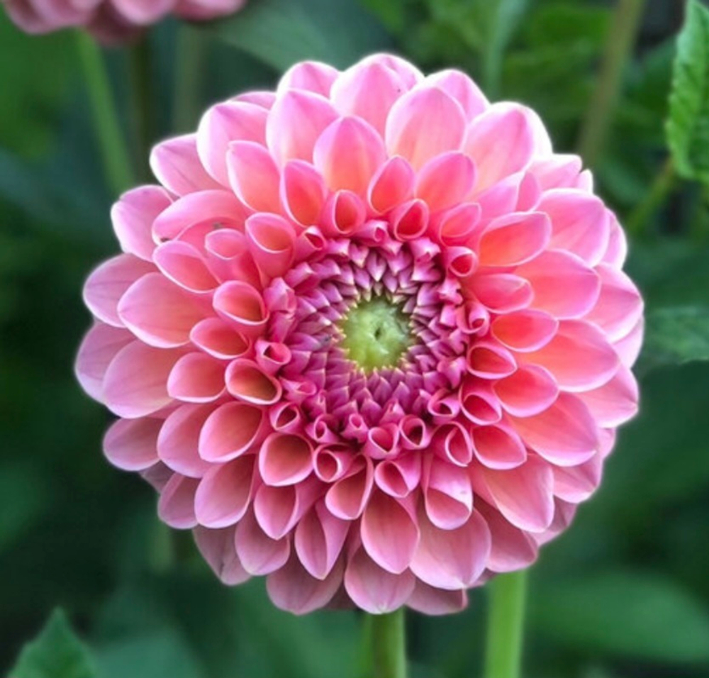 Георгин Натали Джи