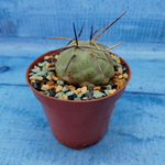Tephrocactus Geometricus (Тефрокактус)